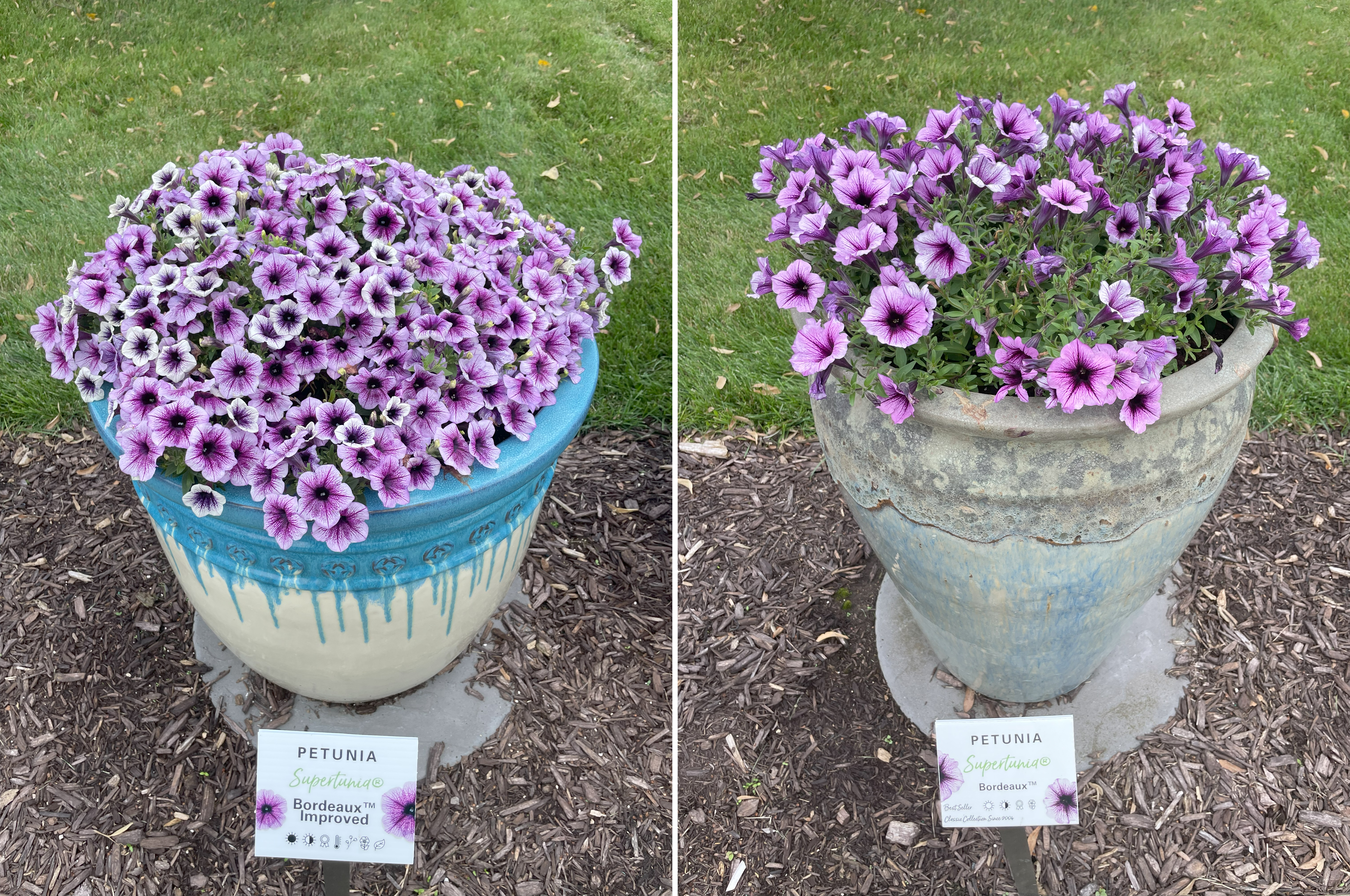 Two displays of Supertunia Bordeaux petunias. Left: A blue ceramic pot dripping with purple-and-white veined petunias, labeled &ldquo;Supertunia Bordeaux Improved.&rdquo; Right: A rustic gray planter with slightly larger purple-veined petunias, labeled &ldquo;Supertunia Bordeaux.&rdquo;